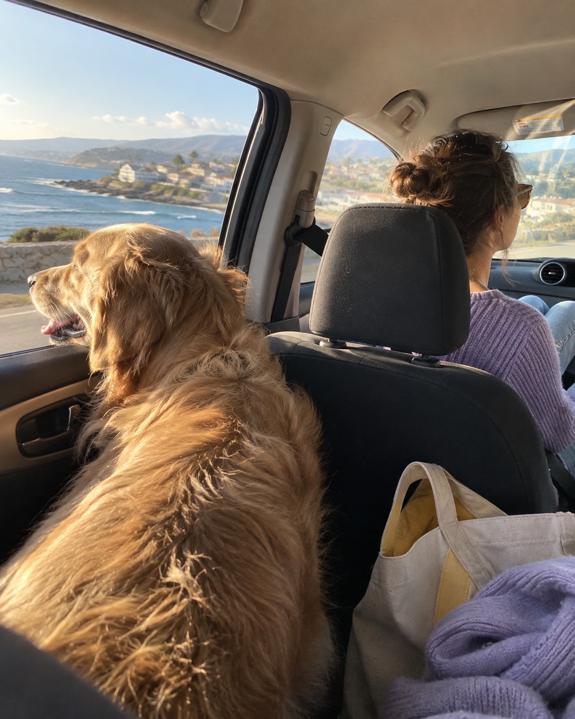 A dog enjoying a sunny road trip